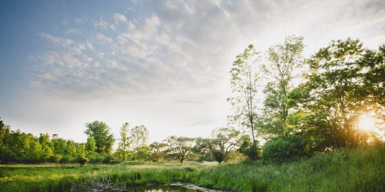 Evangola State Park, Wetland Mitigation